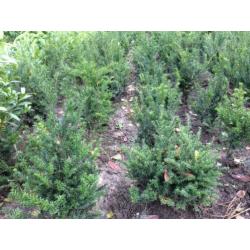 Taxus Baccata / Hicksii als Buxus vervanger