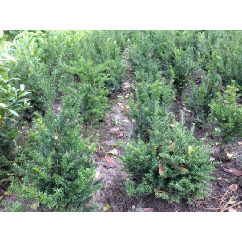 Taxus Baccata / Hicksii als Buxus vervanger