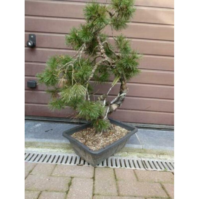Bonsai : Pinus Sylvestris
