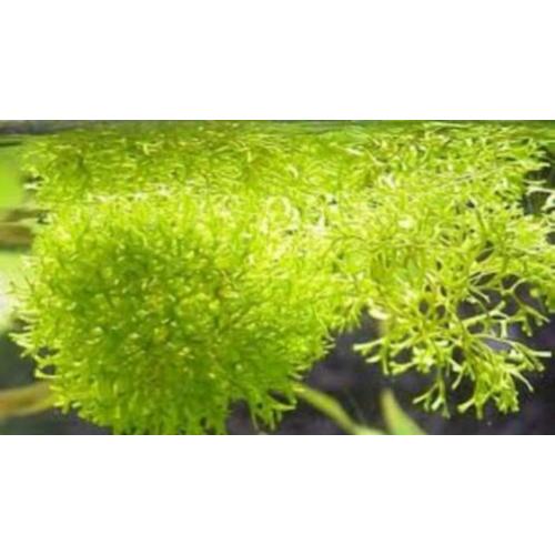 Riccia fluitans, leuke aquariumplant en drijfplant