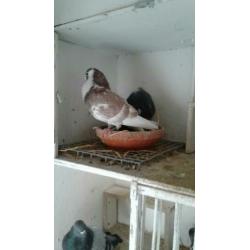 Te koop koppel Moroncelo's
