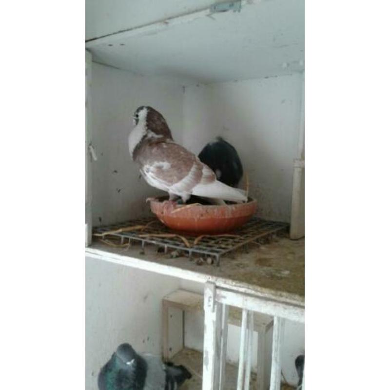 Te koop koppel Moroncelo's