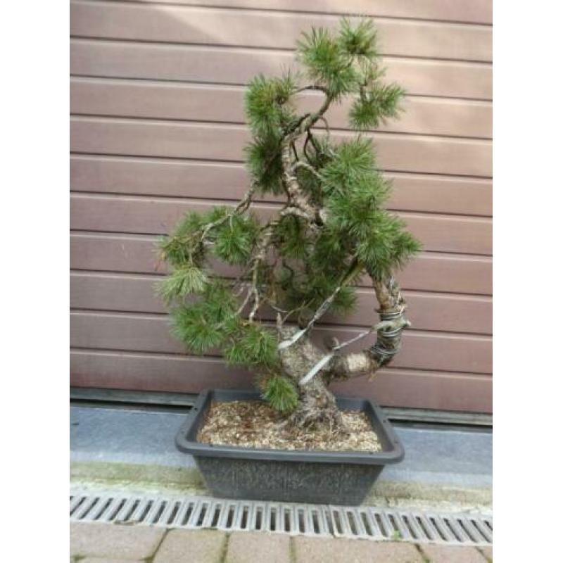 Bonsai : Pinus Sylvestris