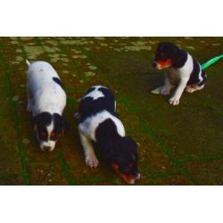 Boeren fox pup's