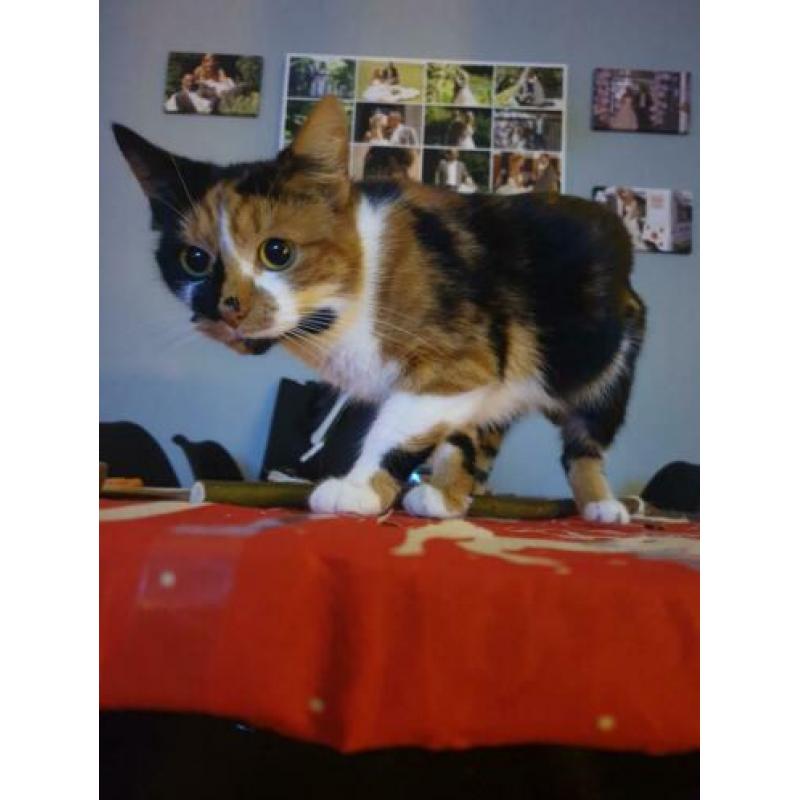 Katten/kittens