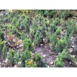 Taxus Baccata / Hicksii als Buxus vervanger