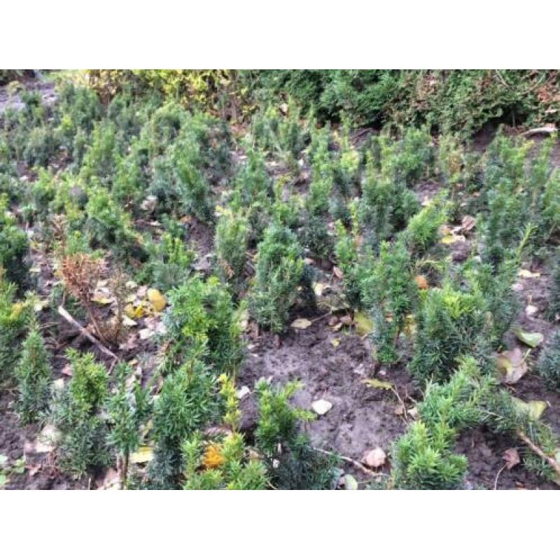 Taxus Baccata / Hicksii als Buxus vervanger