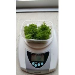 Riccia fluitans, leuke aquariumplant en drijfplant