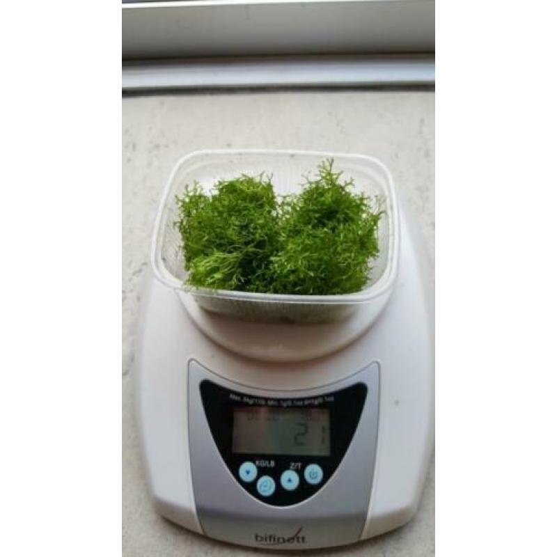 Riccia fluitans, leuke aquariumplant en drijfplant