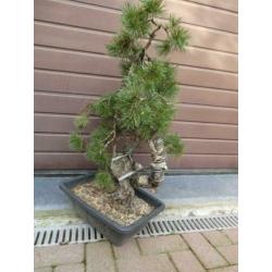 Bonsai : Pinus Sylvestris