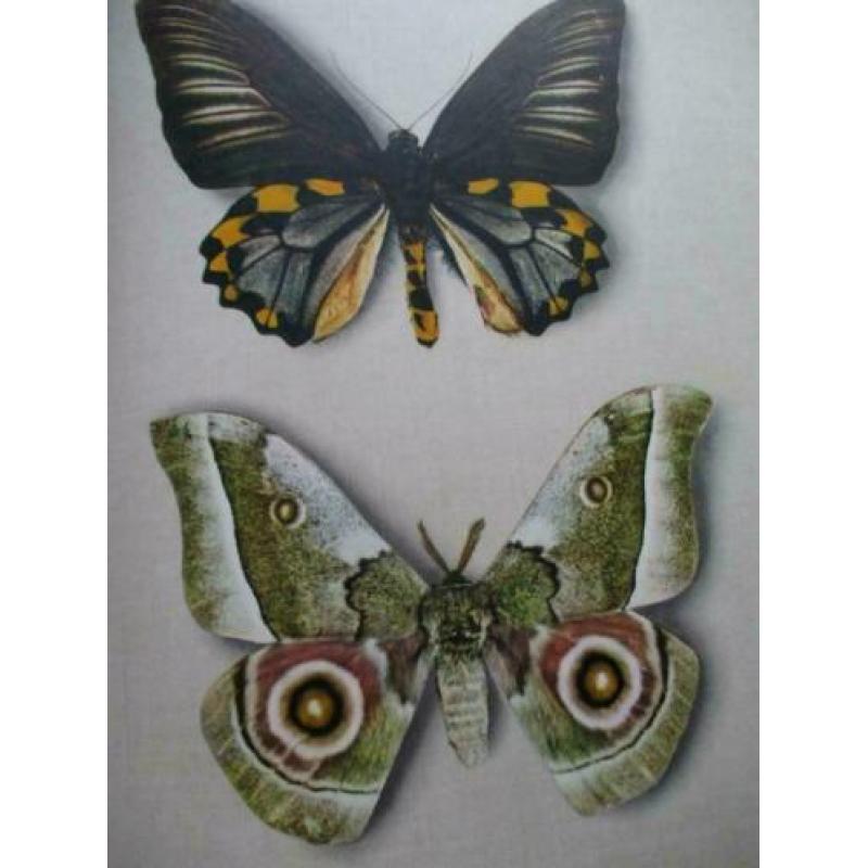 Schuler, J. "Fliegende Kleinoden; ein farbiges Falterbuch".
