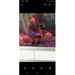 L-nummer: L025 seven pointer (Pleco)