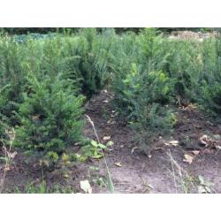 Taxus Baccata / Hicksii als Buxus vervanger