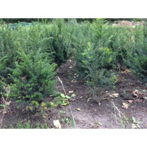 Taxus Baccata / Hicksii als Buxus vervanger