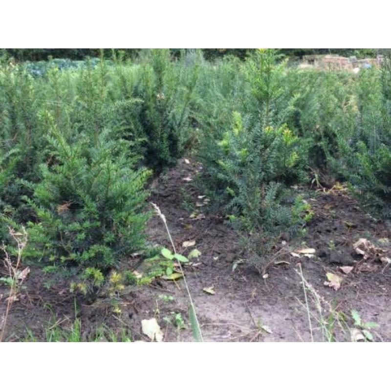Taxus Baccata / Hicksii als Buxus vervanger