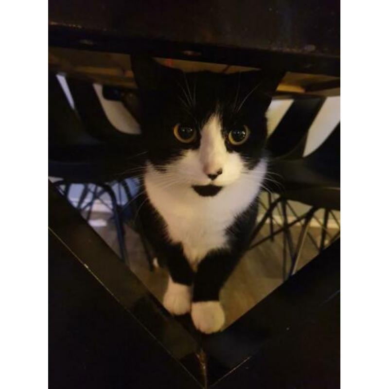 Katten/kittens