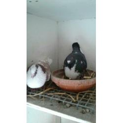Te koop koppel Moroncelo's