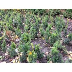 Taxus Baccata / Hicksii als Buxus vervanger
