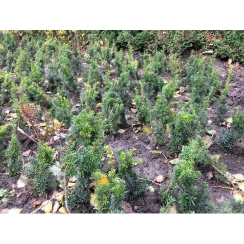 Taxus Baccata / Hicksii als Buxus vervanger