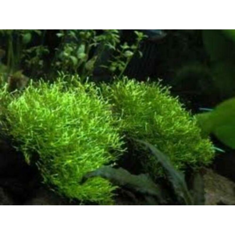 Riccia fluitans, leuke aquariumplant en drijfplant