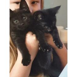 Katten/kittens