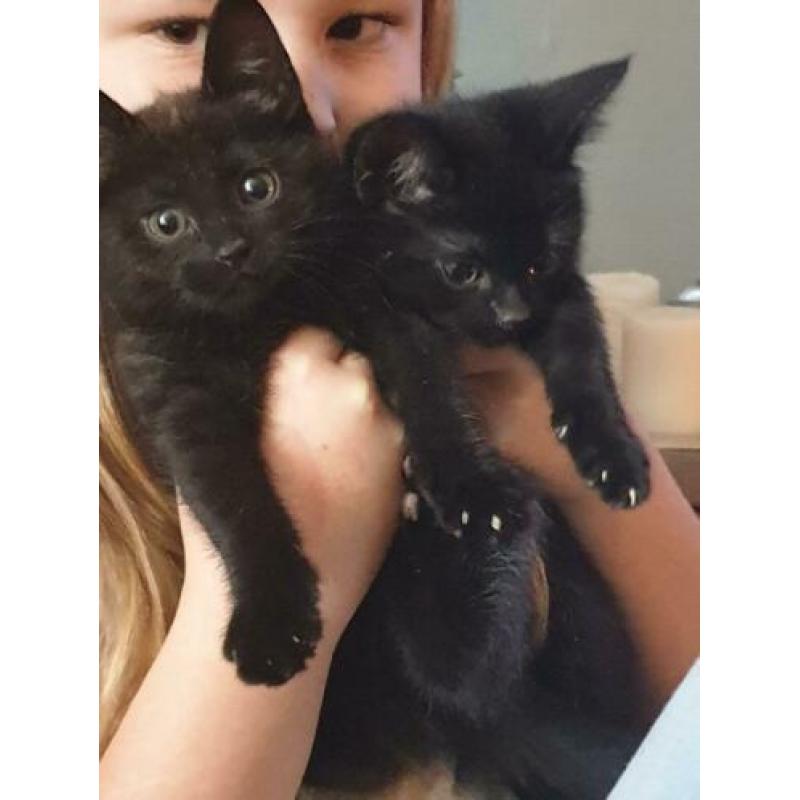 Katten/kittens
