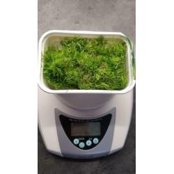 Riccia fluitans, leuke aquariumplant en drijfplant
