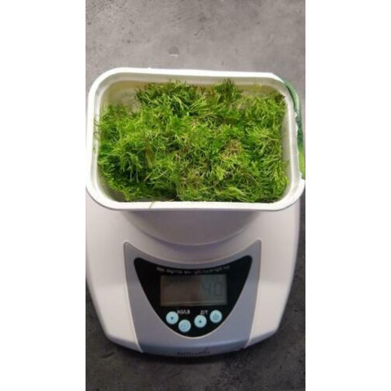 Riccia fluitans, leuke aquariumplant en drijfplant