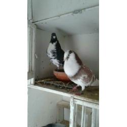 Te koop koppel Moroncelo's