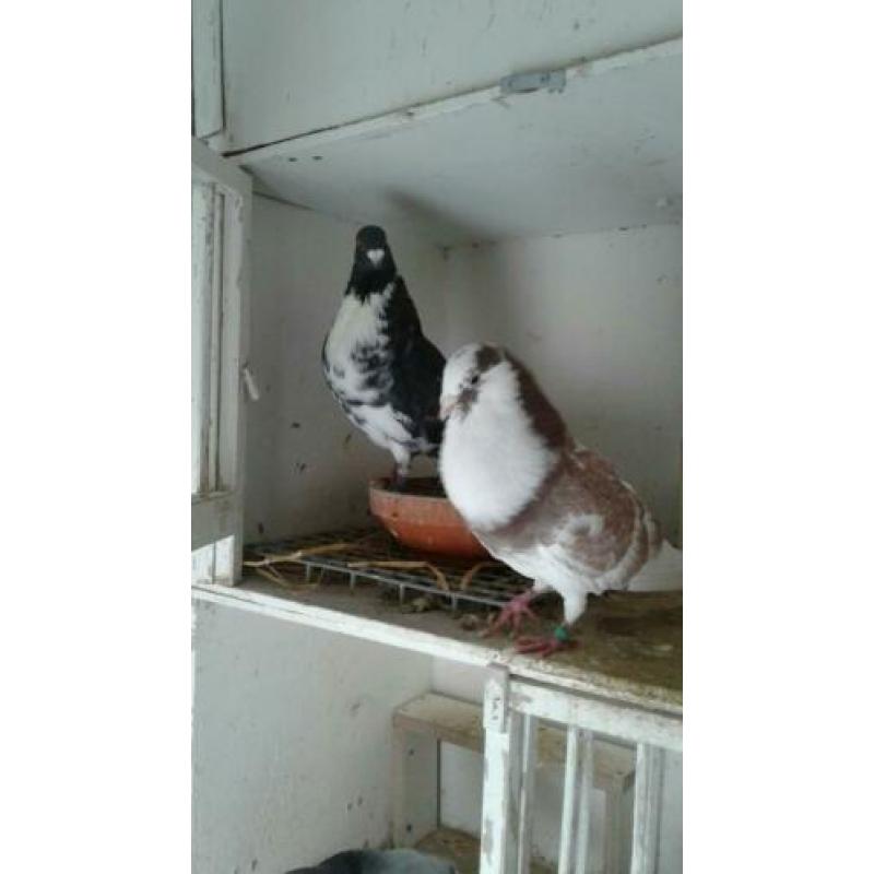 Te koop koppel Moroncelo's