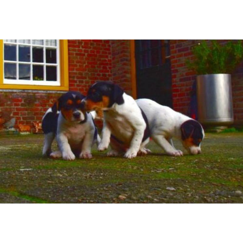 Boeren fox pup's