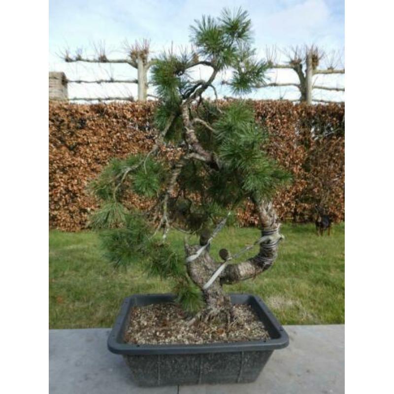 Bonsai : Pinus Sylvestris