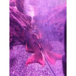 L-nummer: L025 seven pointer (Pleco)