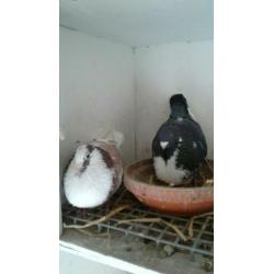 Te koop koppel Moroncelo's