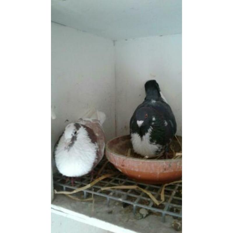 Te koop koppel Moroncelo's