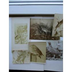 6 originele vogel foto's van rond 1890 Silver Print