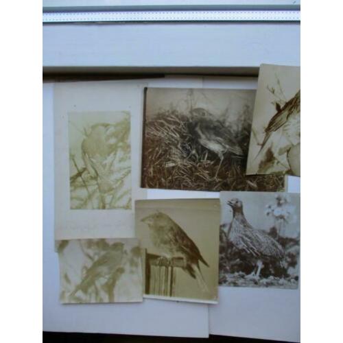 6 originele vogel foto's van rond 1890 Silver Print