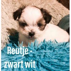 Pomeriaan / Biewer York X Boomer