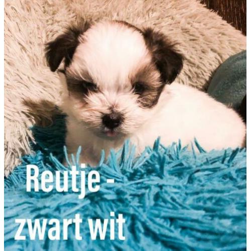 Pomeriaan / Biewer York X Boomer