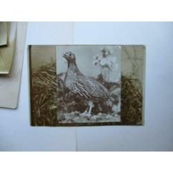 6 originele vogel foto's van rond 1890 Silver Print