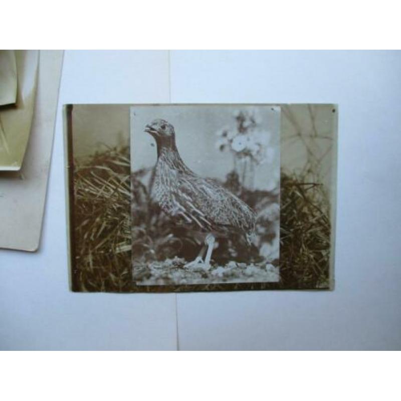 6 originele vogel foto's van rond 1890 Silver Print