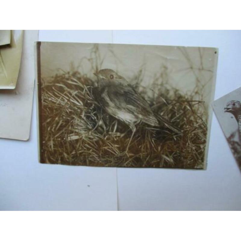 6 originele vogel foto's van rond 1890 Silver Print
