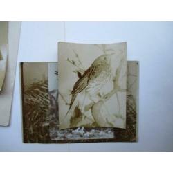 6 originele vogel foto's van rond 1890 Silver Print