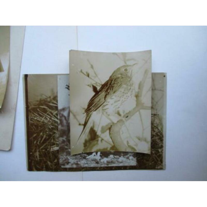 6 originele vogel foto's van rond 1890 Silver Print