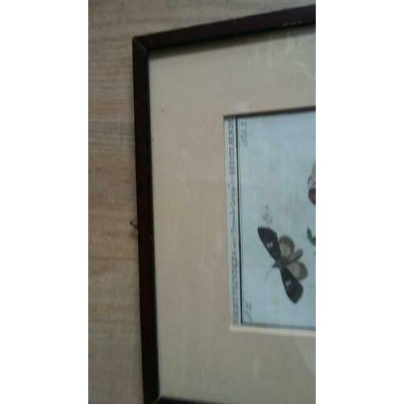 2xingelijst gravures , origineel, "vlinders