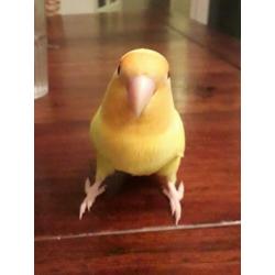 Agapornis te koop