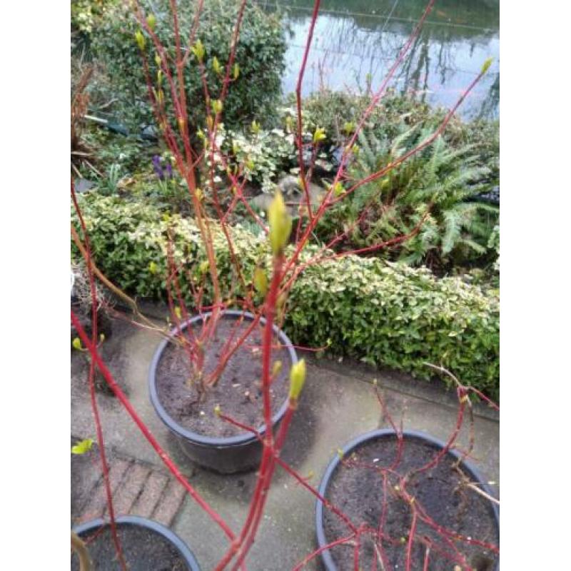 Cornus Alba,Callicarpa,Hedra Erecta,Hibiscus