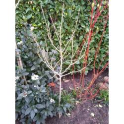 Cornus Alba,Callicarpa,Hedra Erecta,Hibiscus
