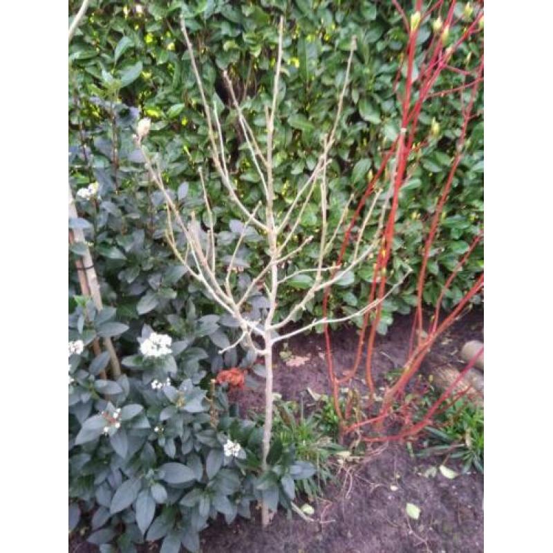 Cornus Alba,Callicarpa,Hedra Erecta,Hibiscus