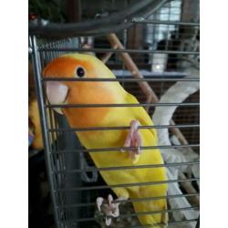 Agapornis te koop